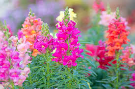 Image result for Antirrhinum