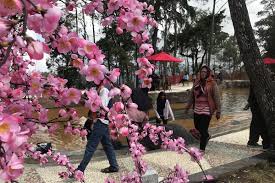 Istana sakura tawarkan spot foto layaknya di negeri jepang подробнее. Hore Pohon Sakura Di Tawangmangu Karanganyar Berbunga Dua Kali Setahun