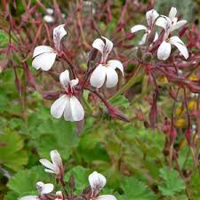 We did not find results for: Les Plantes Anti Moustiques Guepes Et Mouches Bacsac