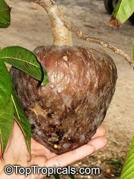Image result for Annona reticulata