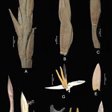 Image result for Phacelurus huillensis