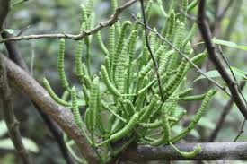 Image result for Gnetum