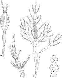 Image result for Viscaceae