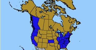 Saving The Monarch Butterfly Butterfly Bush Asclepias Monarch Butterfly