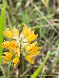 Image result for Lotononis bainesii