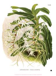 Image result for Cyrtorchis arcuata