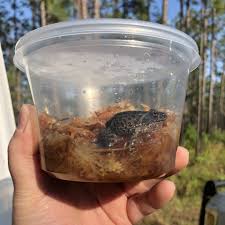 Image result for Afroqueta capensis