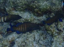 Image result for Cephalophis lukei