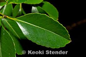 Image result for Elaeodendron orientale