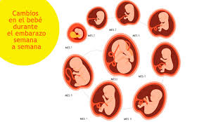 Maybe you would like to learn more about one of these? Desarrollo Del Bebe En El Embarazo Evolucion Semana A Semana