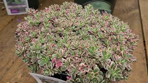 Maybe you would like to learn more about one of these? Sedum Tricolor Stonecrop Superb Hardy Easy To Grow And Very Colorful Perennial Youtube