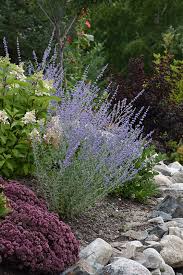 Image result for perovskia atriplicifolia 'little spire'
