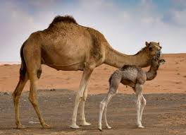 There's a new addition in the camel yard at poland's krakow zoo: Pin On Beautiful Landscapes