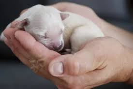Even the most conscientious breeders lose newborns. How To Care For Newborn Puppies The Complete Guide Family Pet Planet
