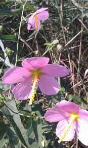 Image result for Kosteletzkya grantii