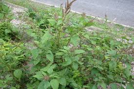 Image result for Amaranthus viridis