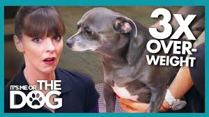 For example, a 1 lb. The Most Comprehensive Chihuahua Growth Chart You Ll Ever Need K9 Web