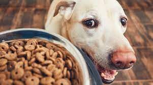 What fiber is good for dogs. Best High Fiber Dog Foods For Anal Gland Problems Ratings Reviews