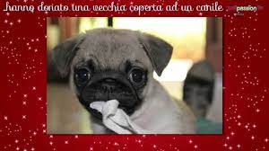 Auguri A Tutti Umani E Animali Youtube