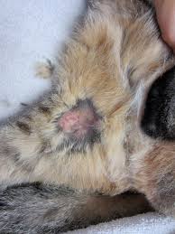 My cat has cancer when do i put him down how to shrink a tumor in a cat feline cancer life expectancy tumors in cats pictures signs of stomach people also ask. 2 Obvious Signs Of Liver Failure In A Cat Virtuavet