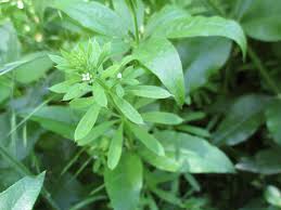 Image result for Dolichopentas