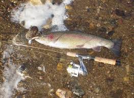 Spinney mountain reservoir is a gold medal colorado fishery. Colorado Fishing Network Spinney Reservoir