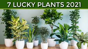 Check spelling or type a new query. Lucky 7 Plants Na Kailangan Mo At Dapat Meron Ka Ngayong 2021 Youtube