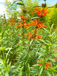 Image result for Leonotis