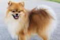 Pomeranian Mix Breeds - helloBARK!