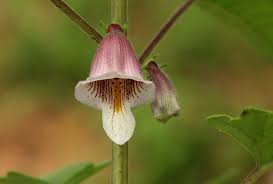 Image result for Ceratotheca sesamoides