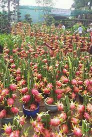 Maybe you would like to learn more about one of these? Growing Dragon Fruits In Pots
