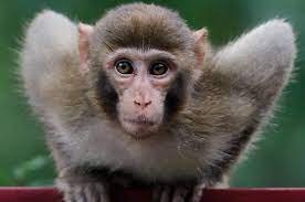 Lifestyle Fox News Cute Animals Monkey Pictures Animals