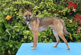 Black And White German Shepherd Mix Puppies What S It All About Alfie Needs A Home South Bay Pets German Shepherd Chihuahua Mix German Shepherd Mix Puppies Chihuahua Mix Puppies