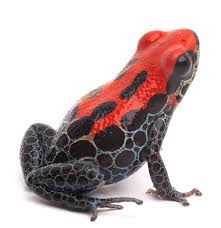 Sharon hart ranocchia is on facebook. Rana Dal Dorso Rosso Ranitomeya Reticulata Animali Velenosi