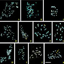 Image result for Dicliptera maculata
