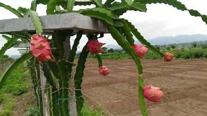 Professional growers sell dragon fruit plants that are ready to be transplanted to your garden. Dragon Fruit Plants Manufacturer Exporter Supplier In North 24 Parganas India