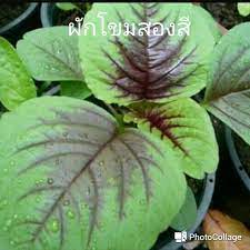 เมล ดพ นธ ผ กโขมสองส เมล ดพ นธ ออแกน กส เก บเมล ดไว ปล กต อได จำนวน 100 เมล ด ราคา 10 บาท สอบถามเพ มเต มได ท facebook fanpage จำหน ายต นไม และเมล