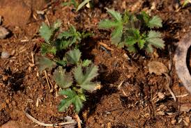 Image result for Hibiscus pusillus