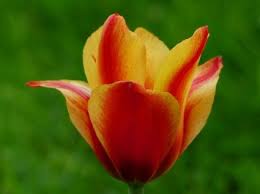 Tulip Red Yellow Free Photos For Free Download