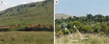 Image result for Cyperus pseudoleptocladus