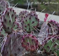 Covered with spines, the pads turn rich purple in winter before changing back to soft blue gray with warmer temperatures. Plant This Purple Prickly Pear Adds Rich Winter Color Digging