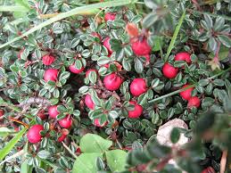 Image result for Cotoneaster microphyllus