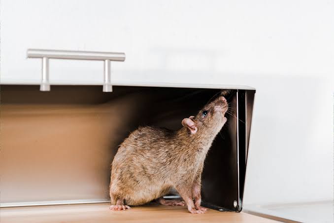 Rodent Control