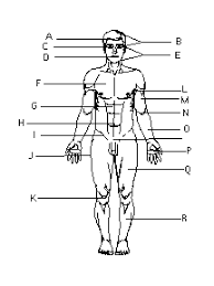 Standard anatomical positions are used to standardise the position of appendages of animals with respect to the main body of the organism. Fill In The Blank Anatomy