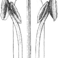 Image result for Anisotes formosissimus