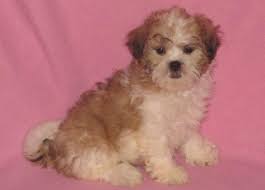 Schau dir angebote von ‪puppy puppies‬ auf ebay an. Teddy Bear Puppies For Sale In Cedar Rapids Iowa