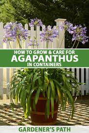 We did not find results for: How To Grow Agapanthus In Containers Gardener S Path