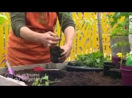 Comment Planter Vos Tomates Un Conseil Video De Ferriere Fleurs Horticulteur A L Arbresle 69210 Comment Planter Comment Planter Des Tomates Jardinage Bio