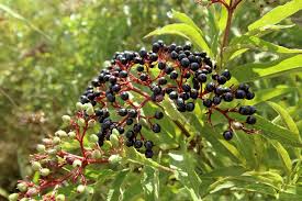 Rezepte mit holunderblüten, holunderbeeren und holundersirup. Holunder So Nutzt Du Seine Bluten Und Beeren Kostbare Natur
