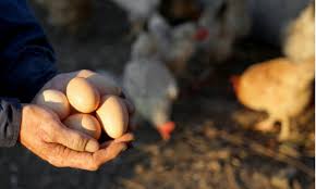 Maka dari itu, di dalam kesempatan kali ini kita akan membahas mengenai cara budidaya ternak ayam petelur bagi para pemula. Cara Berbisnis Ayam Petelur Yang Masih Menjanjikan Keuntungan Berlimpah Hingga Kini Cermati Com